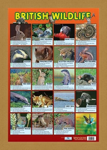Framed Framed British Wildlife - Native British Animals